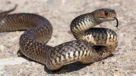 Texas Zoo Releases One Of The Worlds Rarest Snake Species Into The