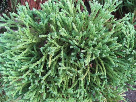 CRYPTOMERIA japonica Globosa Nana Cèdre du Japon Globosa Nana