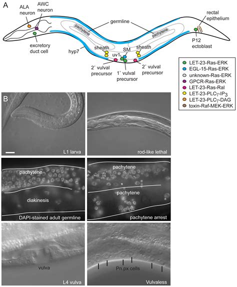 Canonical Rtk Ras Erk Signaling And Related Alternative Pathways