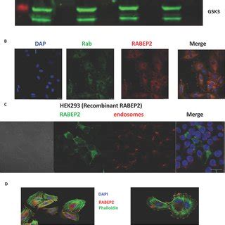 RABEP2 Does Not Associate With Rab5 Early Endosomes Or Macropinosomes