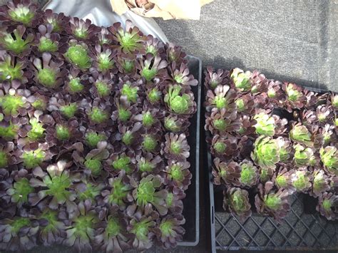 Succulents Picked Up Today Once Upon A Time Brussel Sprout Sprouts