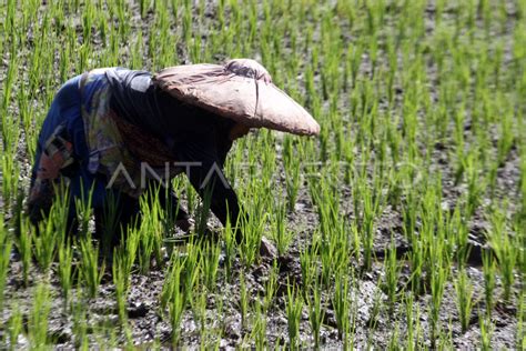 Nilai Tukar Petani Antara Foto