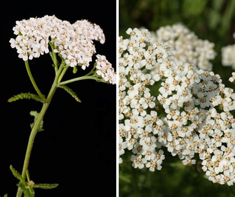 The Many Uses And Benefits Of Yarrow A Healing Herb