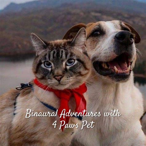 Binaural Adventures With 4 Paws Pet Album By Binaural Guidance Spotify