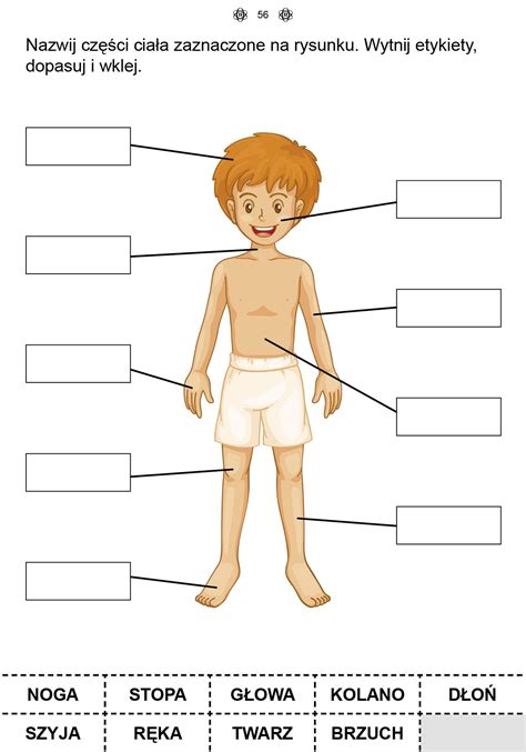 Anatomia Człowieka Dla Dzieci Do Druku