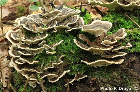 Trametes versicolor Coriolus versicolor M Lecomte M Pérez De