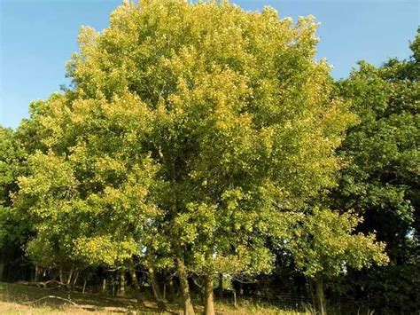 Culture Du Peuplier Faux Tremble Populus Tremula Petits Jardiniers