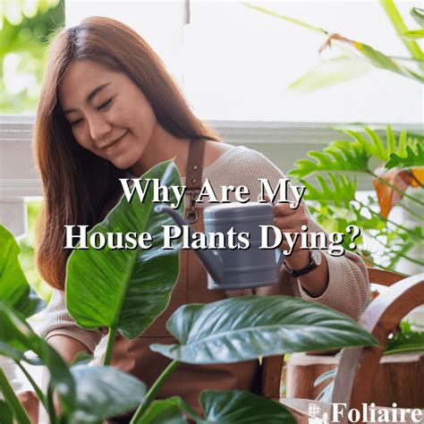 Why Are My House Plants Dying? - Foliaire Inc. Urban Garden Blog