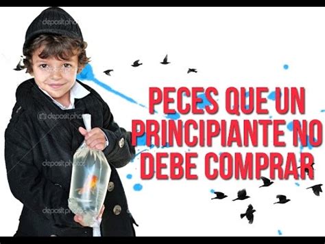 Cuales Son Los Peces Que No Debes Comprar Como Principiante Acuario