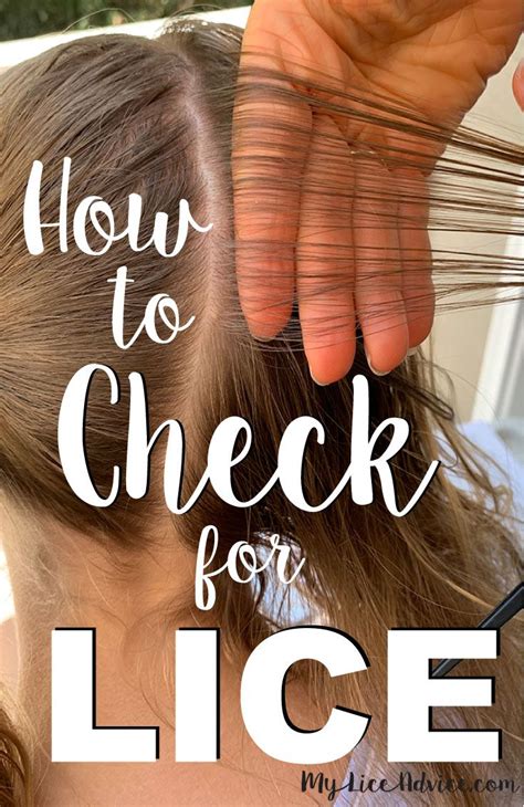 How To Check For Lice Tutorial Louse Head Louse Hair Lice