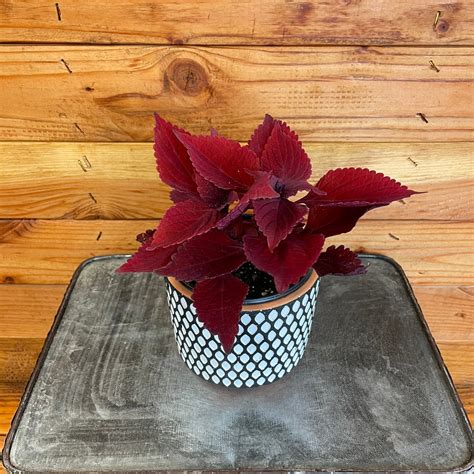 Coleus Main Street Beale Street 45 Plant Etsy