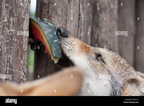 Gray Wolf Feeding Hi Res Stock Photography And Images Alamy