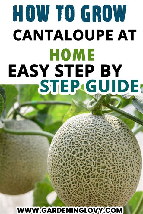 How To Grow Cantaloupe Exclusive Step By Step Guide Artofit