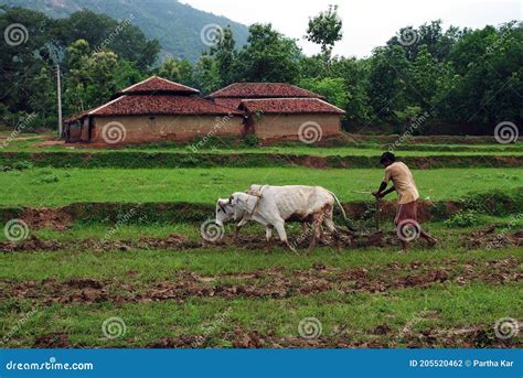 A Farmer Ploughing In A Agricultural Land With Bullocks Along With