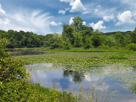 Darmowe Zdj Cia Krajobraz Drzewo Woda Natura Las Trawa Bagno