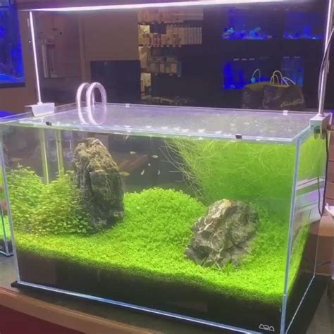 Check My Board And Follow My Blog For More Aquascape VideoCredit