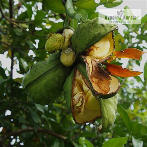 Buy Kola Nut (Garcinia Kola) Fruit Plant | Bitter Kola | Kerala Nursery