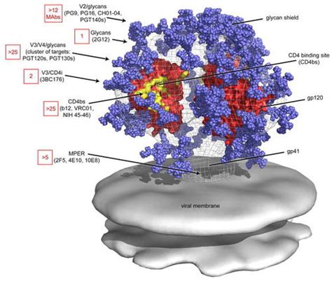 The Implications Of Broadly Neutralizing Antibody Development And