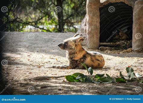 Perro Salvaje De áfrica Mirando Mientras Está Tumbado Imagen De Archivo Imagen De Florida