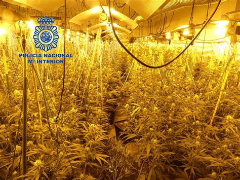 A presó tres homes per una plantació de marihuana de 1 800 plantes en