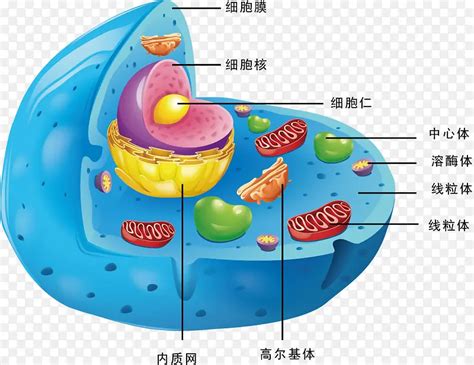 细胞结构矢量图png图片素材下载 图片编号9940579 Png素材网