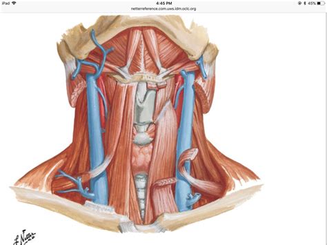 Infrahyoid Muscles Diagram Quizlet