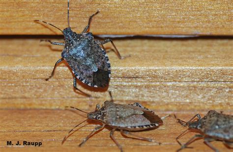 Theyre Baaack Brown Marmorated Stink Bugs Halyomorpha Halys — Bug Of The Week