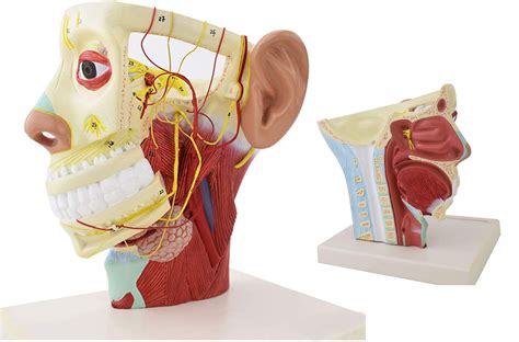 Buy Uigjiog Human Head Nerve Structure Model Human Skull Model Head