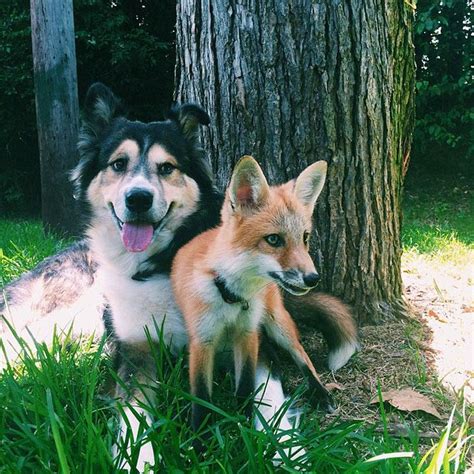 This Dog and Pet Fox Are the Most Adorable Friends