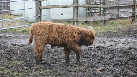 Galloways Animais Bovino Foto Gratuita No Pixabay Pixabay