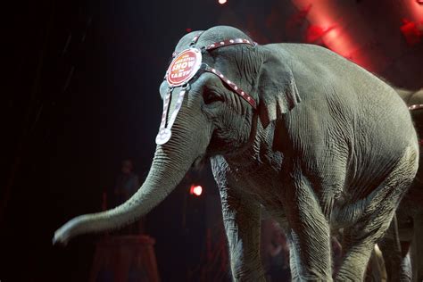 Ringling Bros Circus Is Returning But Without Animals