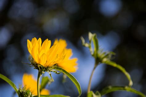 Wallpaper Sunlight Garden Nature Green Yellow Blue Blossom