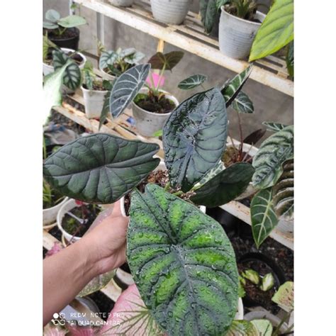 Jual Alocasia Dragon Scale Shopee Indonesia