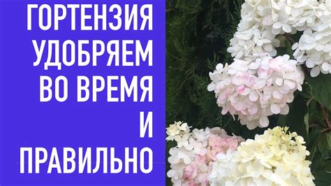 ГОРТЕНЗИИ - УДОБРЯЕМ ПРАВИЛЬНО И ВО ВРЕМЯ ! - YouTube