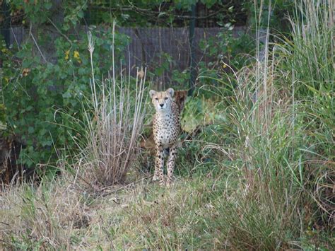 Chester Zoo Cheetahs Nigel Swales Flickr