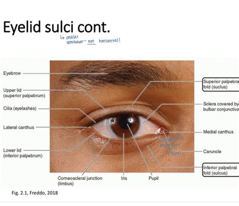 Ocular Anatomy Eyelids And Conjunctiva Flashcards Quizlet