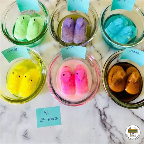 Dissolving Peeps Pre K Printable Fun