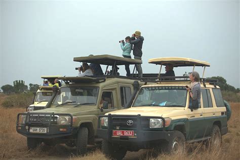 Comparing Game Drive In Murchison Falls Kenlink Tours