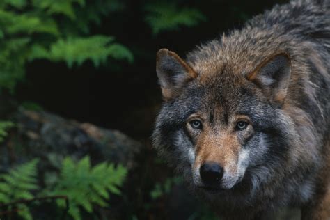 Susi – WWF Suomi