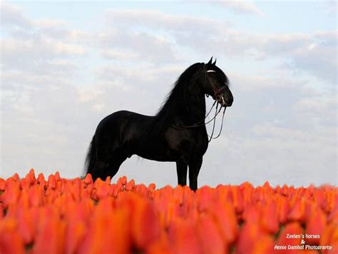 A Fresian Stallion And Tulips From The Netherlands Zeelens Rico