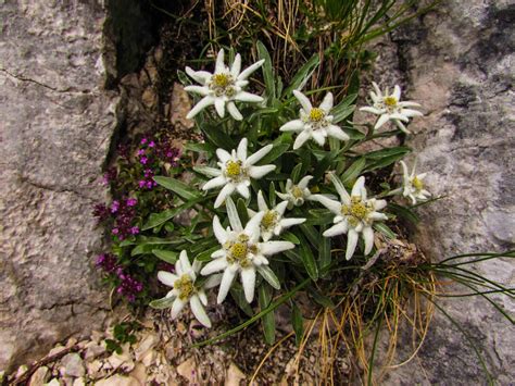 The Edelweiss in Romania, the star of the Carpathians - Outdoor Holidays
