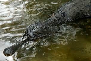 Large Crocodile Found With Human Remains Inside Its Stomach Euthanised