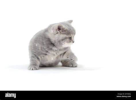 Fluffy gray kitten on a white background Stock Photo - Alamy