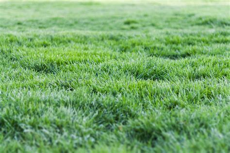 Photo Of Green Grass · Free Stock Photo