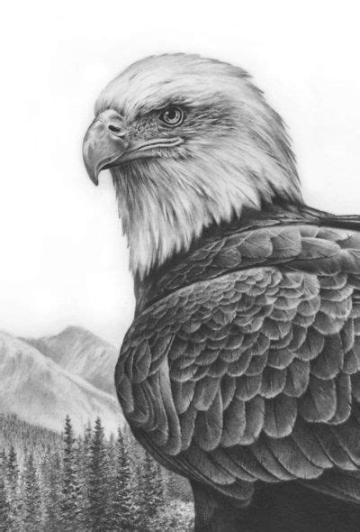 Eagle Pencil Drawing Images - bestpencildrawing