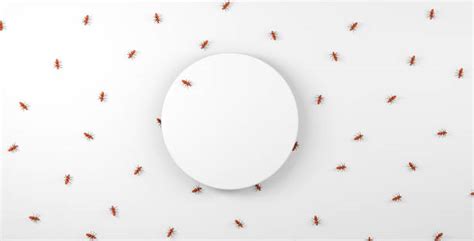 1,100+ Circle Of Ants Stock Photos, Pictures & Royalty-Free Images - iStock