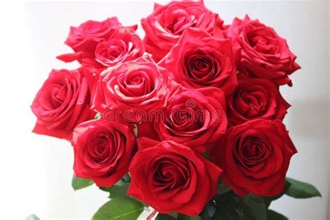 Beautiful Red Rose with Love Stock Photo - Image of flower, beautiful ...