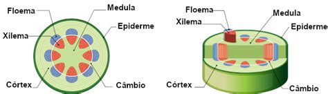 Caule função tipos estrutura importância Brasil Escola