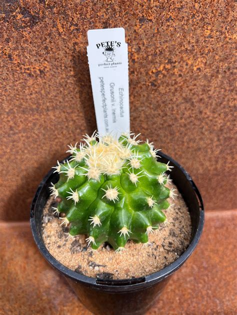 Echinocactus Grusonii V Inermis Petes Perfect Plants