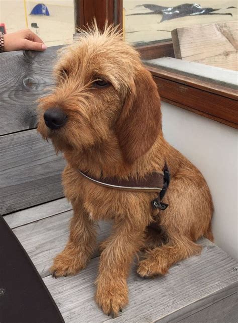 Basset Fauve de Bretagne - Temperament, Lifespan, Shedding, Puppy